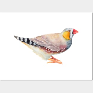 Zebra Finch - Australian Bird Illustration Posters and Art